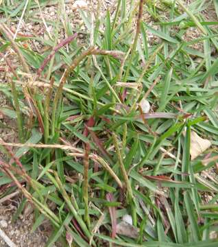 Image of Japanese Zoysiagrass