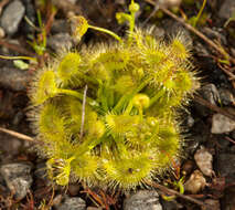 Image of Drosera peltata Thunb.