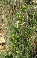 Image of Common Spike Thorn