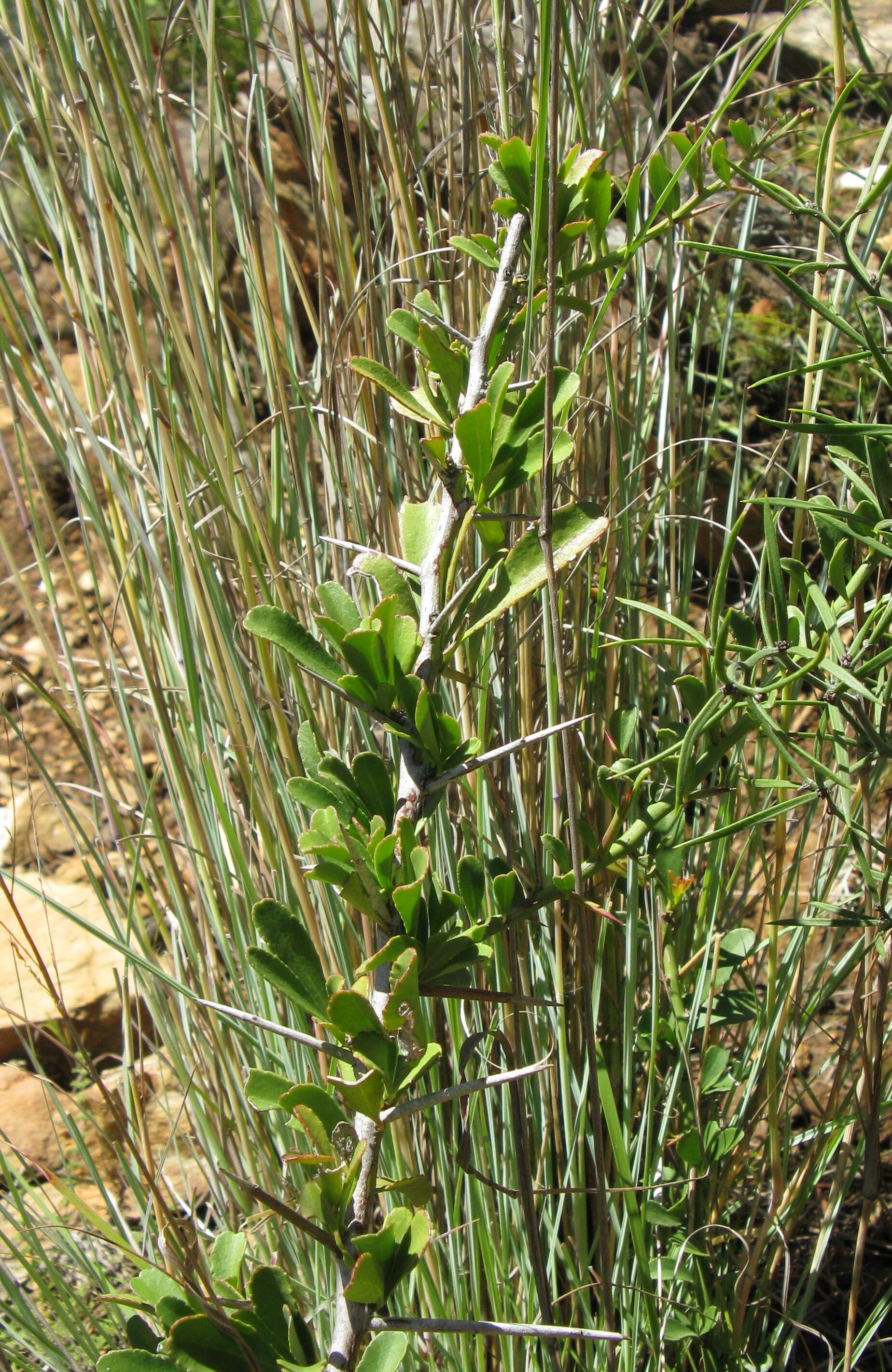 Image of Common Spike Thorn