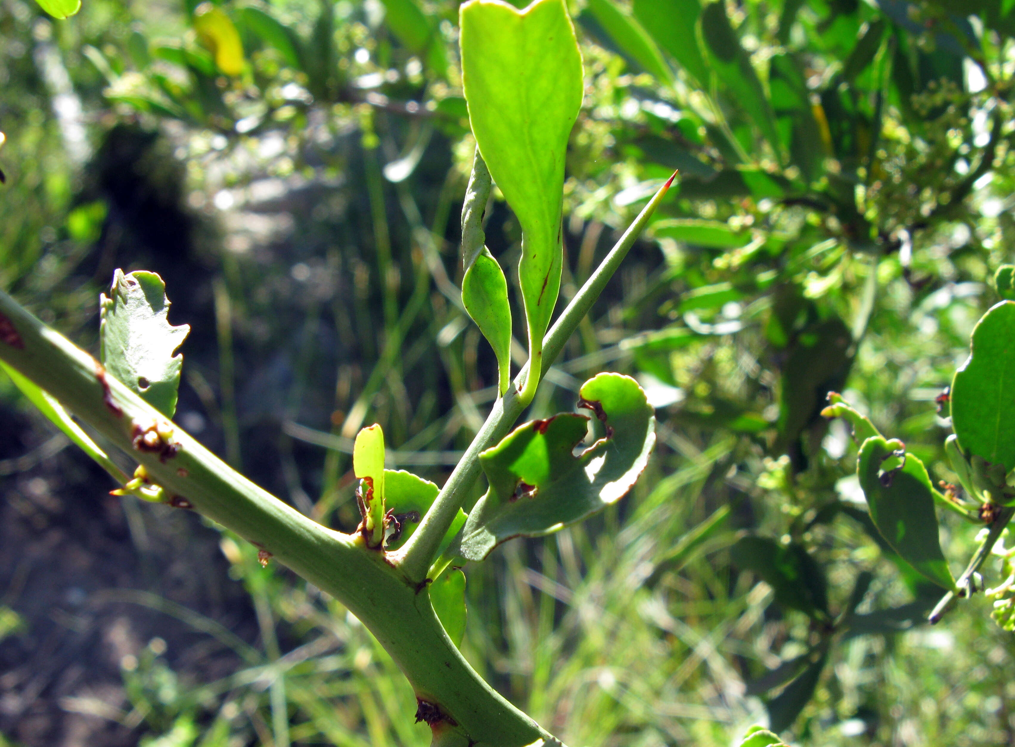 Image of Common Spike Thorn