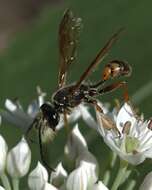 Image of Isodontia elegans (F. Smith 1856)