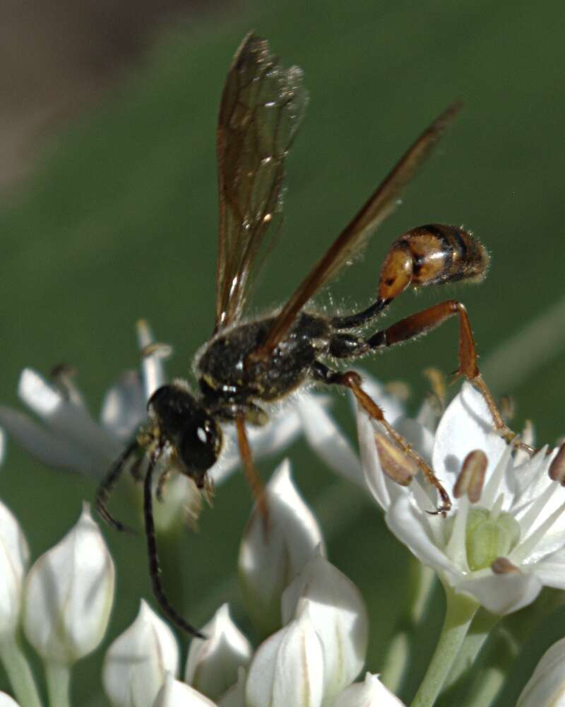 Image of Isodontia elegans (F. Smith 1856)