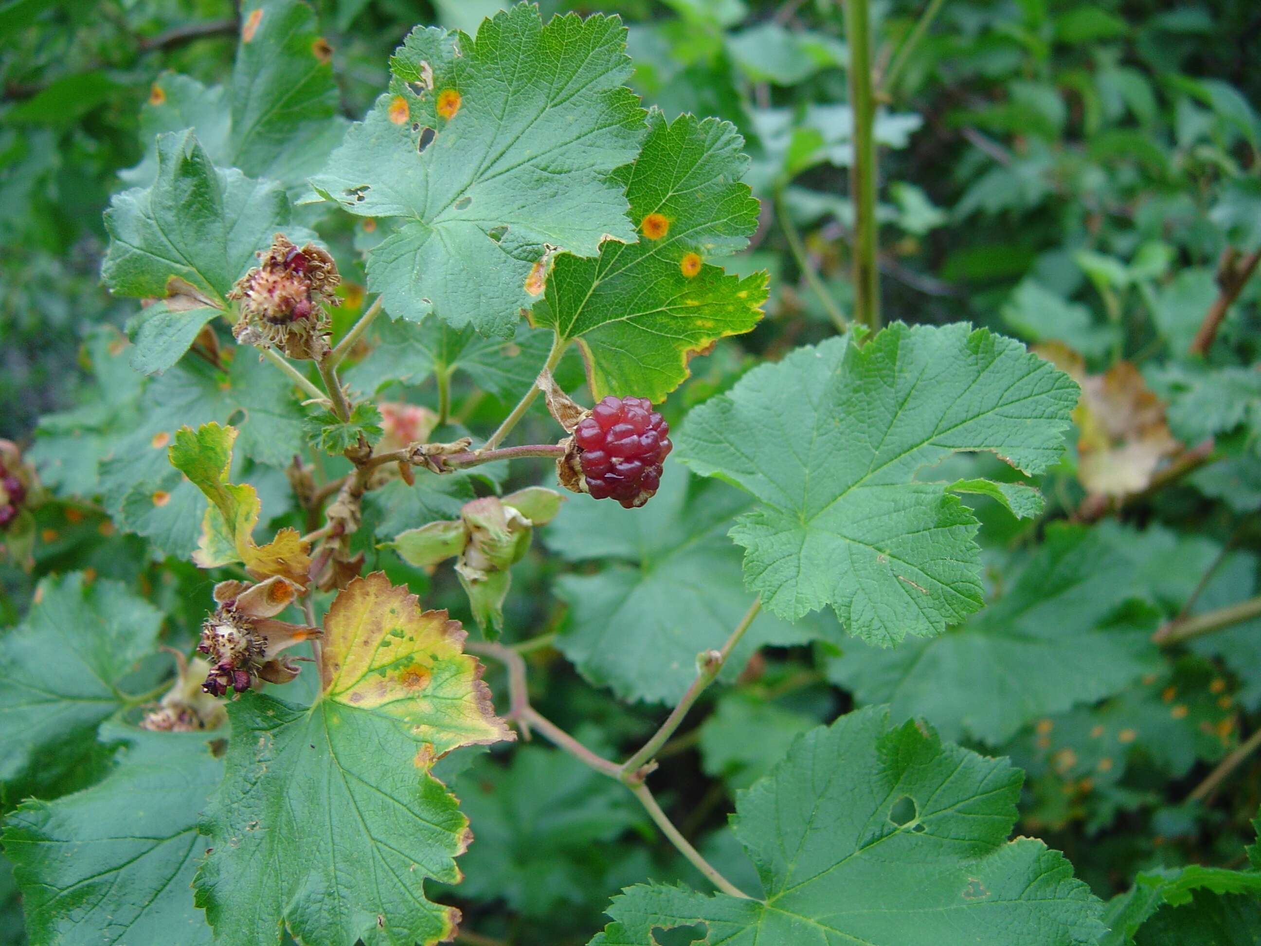 Image of delicious raspberry