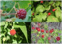 Image of delicious raspberry