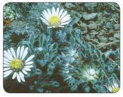 Image of cushion Townsend daisy