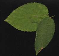 Image of Tragia involucrata L.