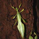 Image of Phyllium (Phyllium) jacobsoni Rehn, J. A. G. & J. W. H. Rehn 1934