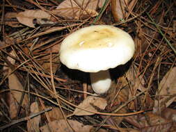 Image of Russula crassotunicata Singer 1938