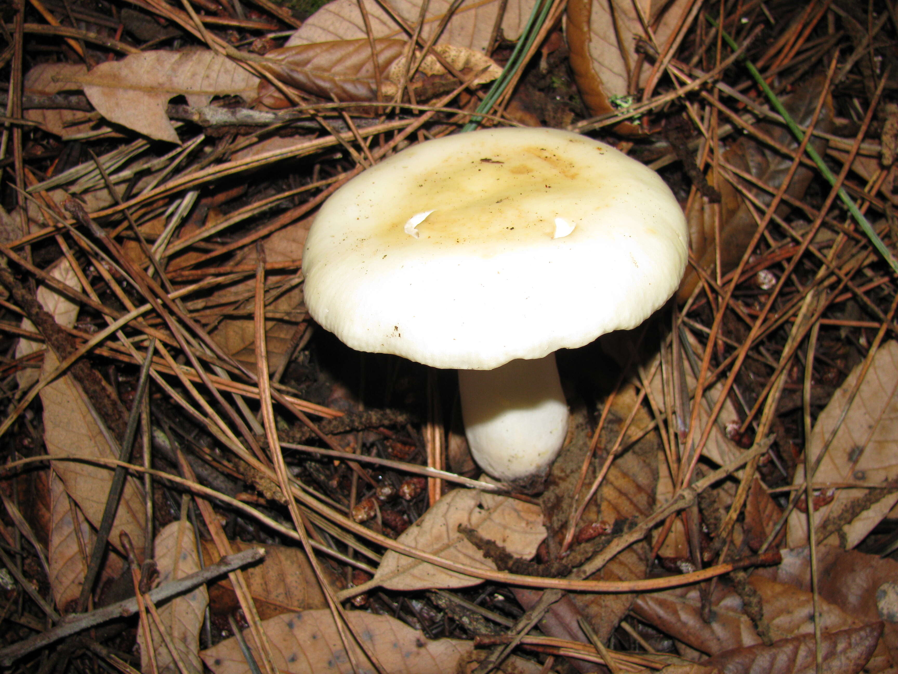 Image of Russula crassotunicata Singer 1938