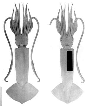 Image of Pholidoteuthis Adam 1950