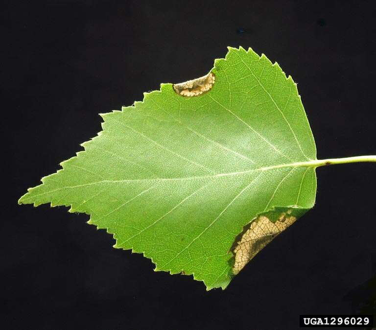 Image of Brown Birch Slender