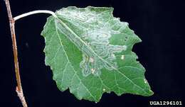 Image of Phyllocnistis xenia M. Hering 1936