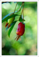 Image de Eugenia involucrata DC.