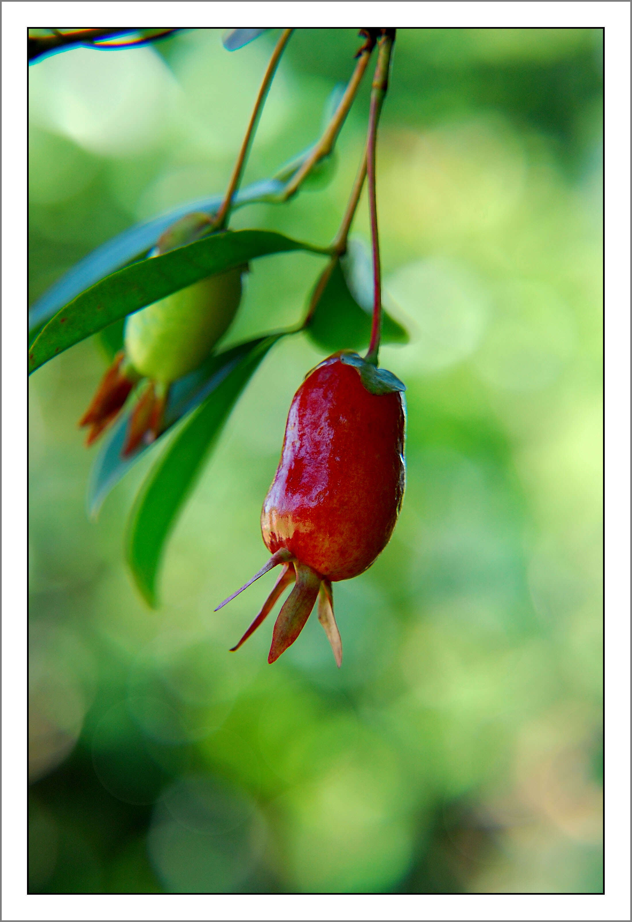 Image de Eugenia involucrata DC.