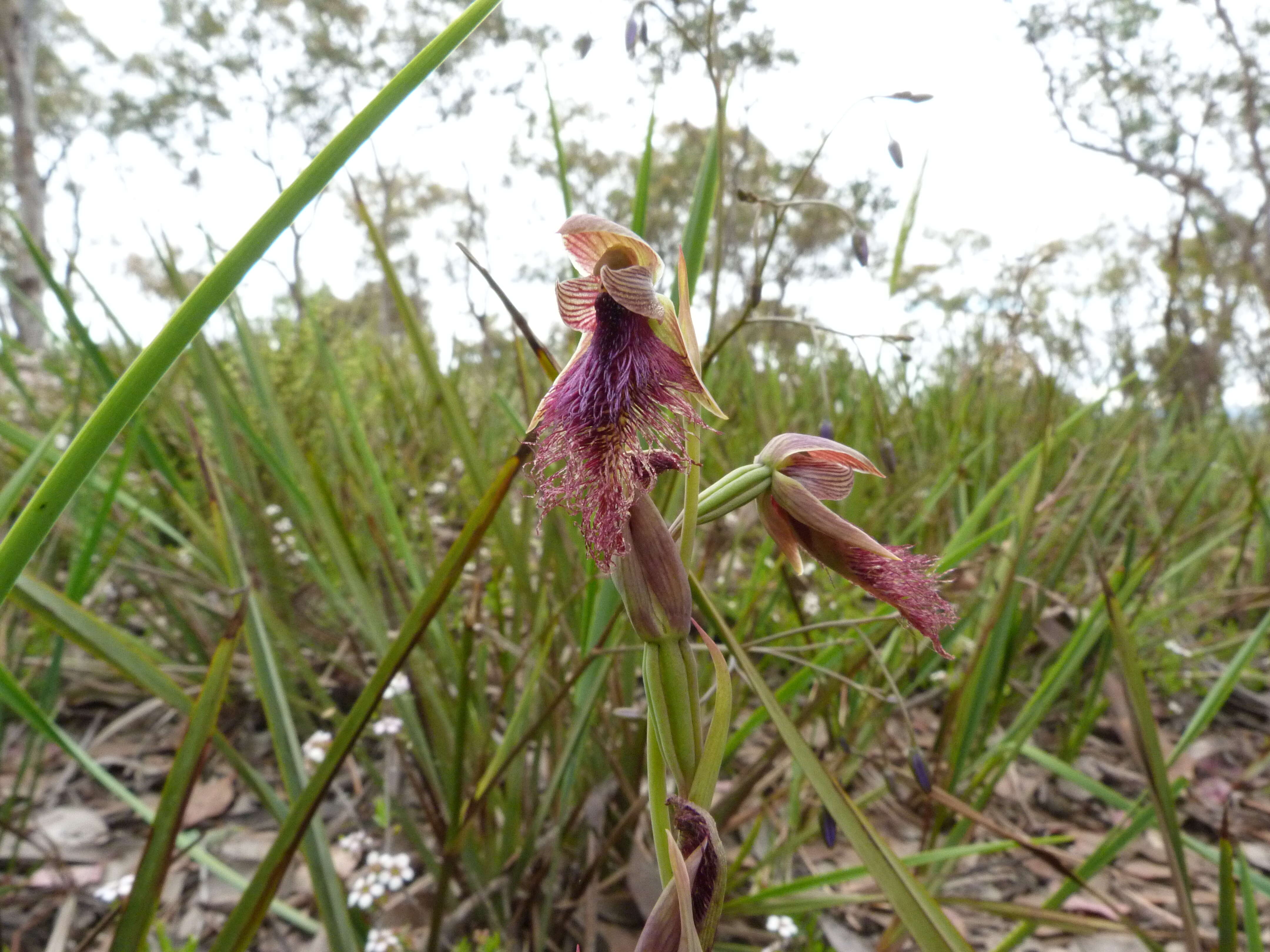 Calochilus platychilus D. L. Jones的圖片