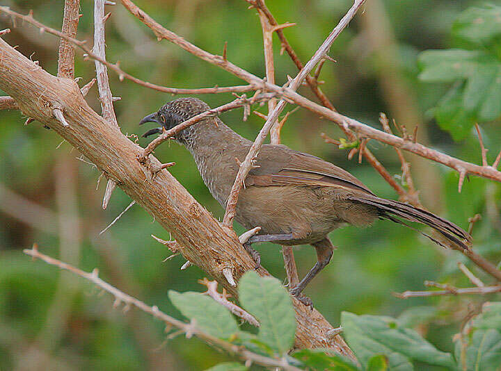 Image of Scaly Babbler