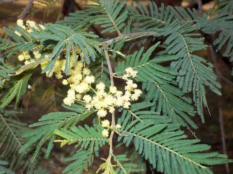 Image of Acacia trachyphloia Tindale