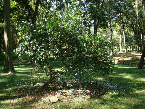 Image de Brunfelsia grandiflora D. Don