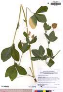 Sivun Trifolium howellii S. Watson kuva