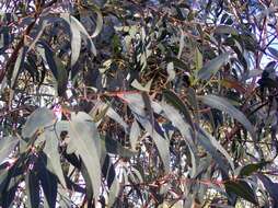 Image of Eucalyptus wilcoxii D. J. Boland & D. A. Kleinig