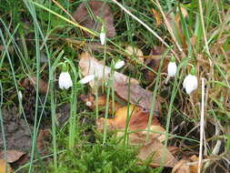 Image of Queen Olga's Snowdrop