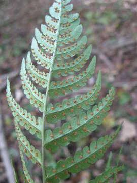 Image of marginal woodfern