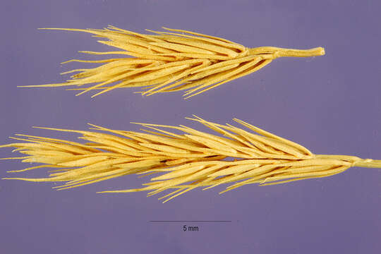 Image of meadow barley