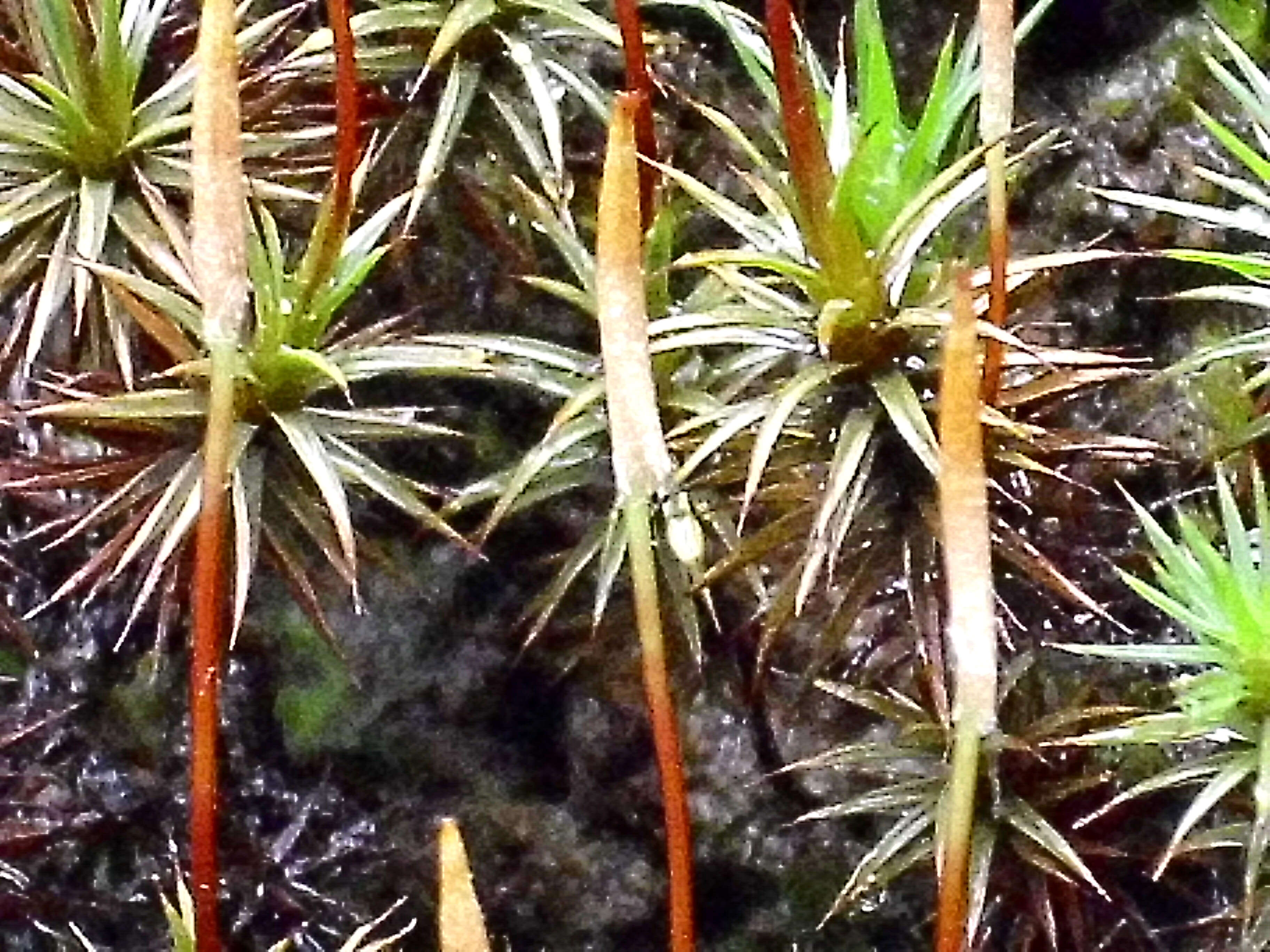 Image of juniper polytrichum moss