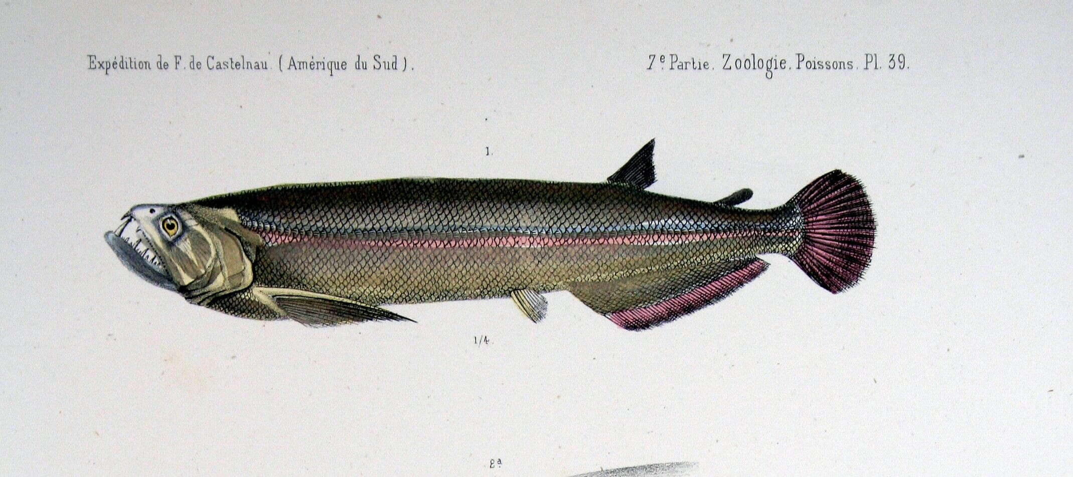 Image of Rhaphiodon