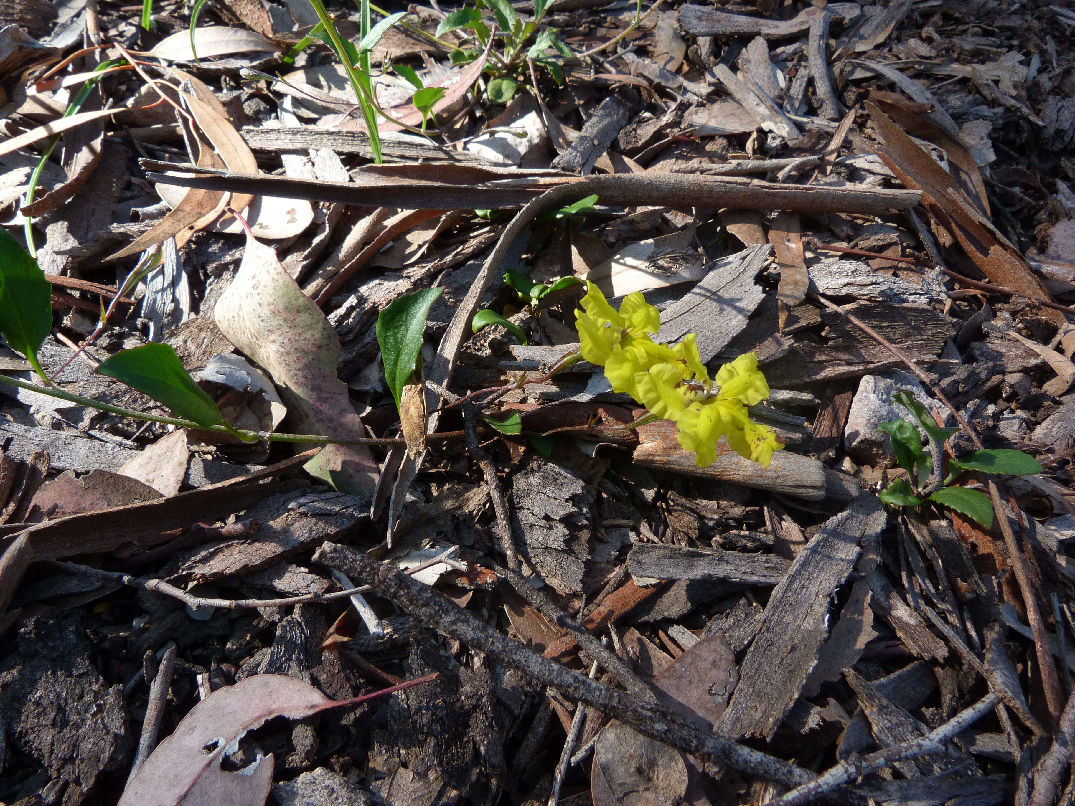 Image of Goodenia hederacea Sm.