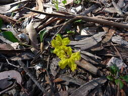 Image of Goodenia hederacea Sm.