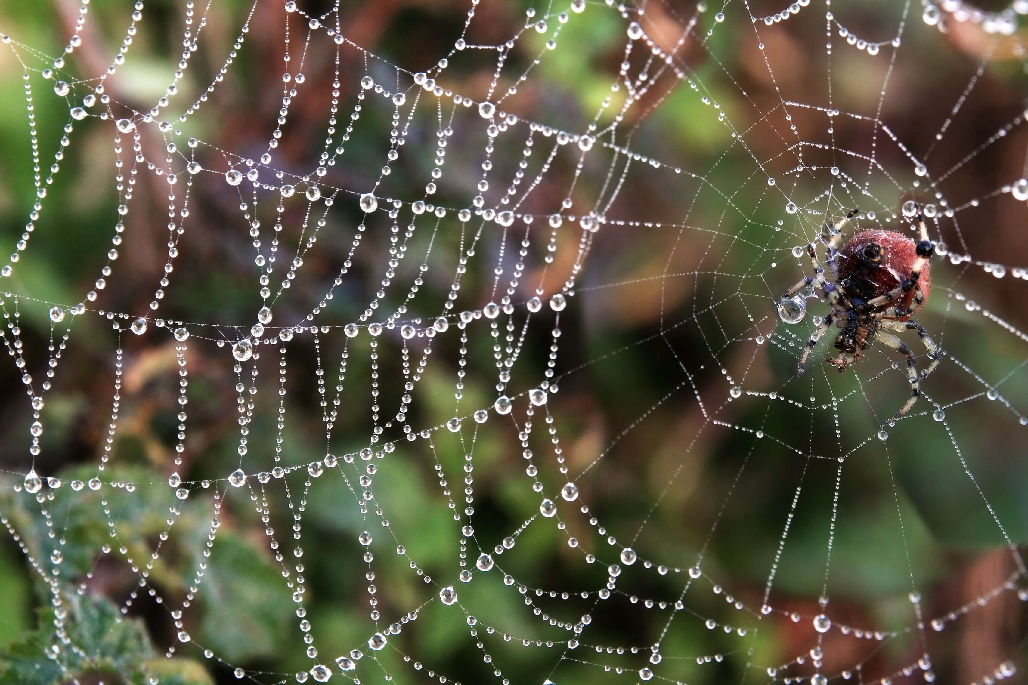 Image of Shamrock Orbweaver