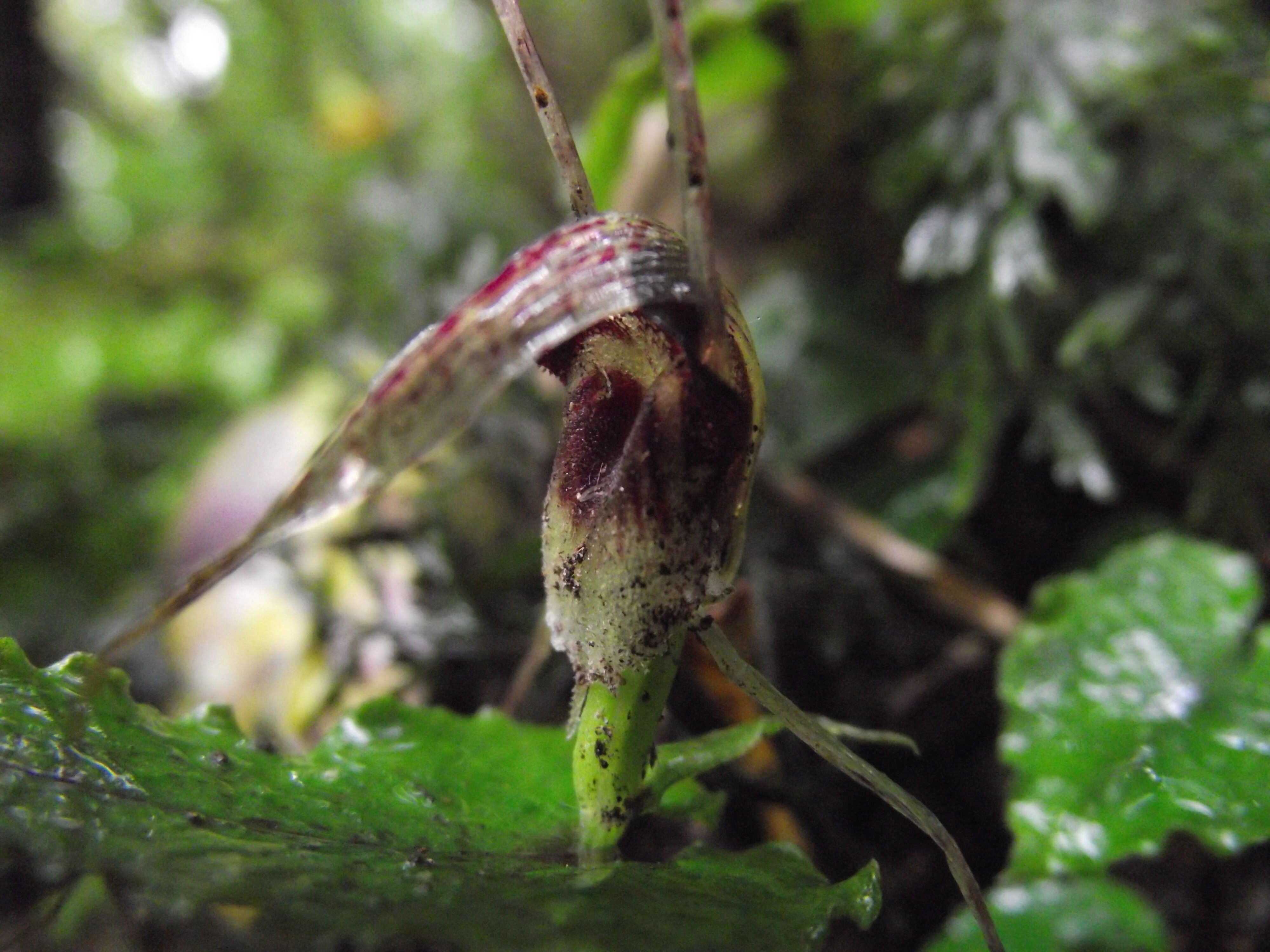 Image of Dancing spider orchid