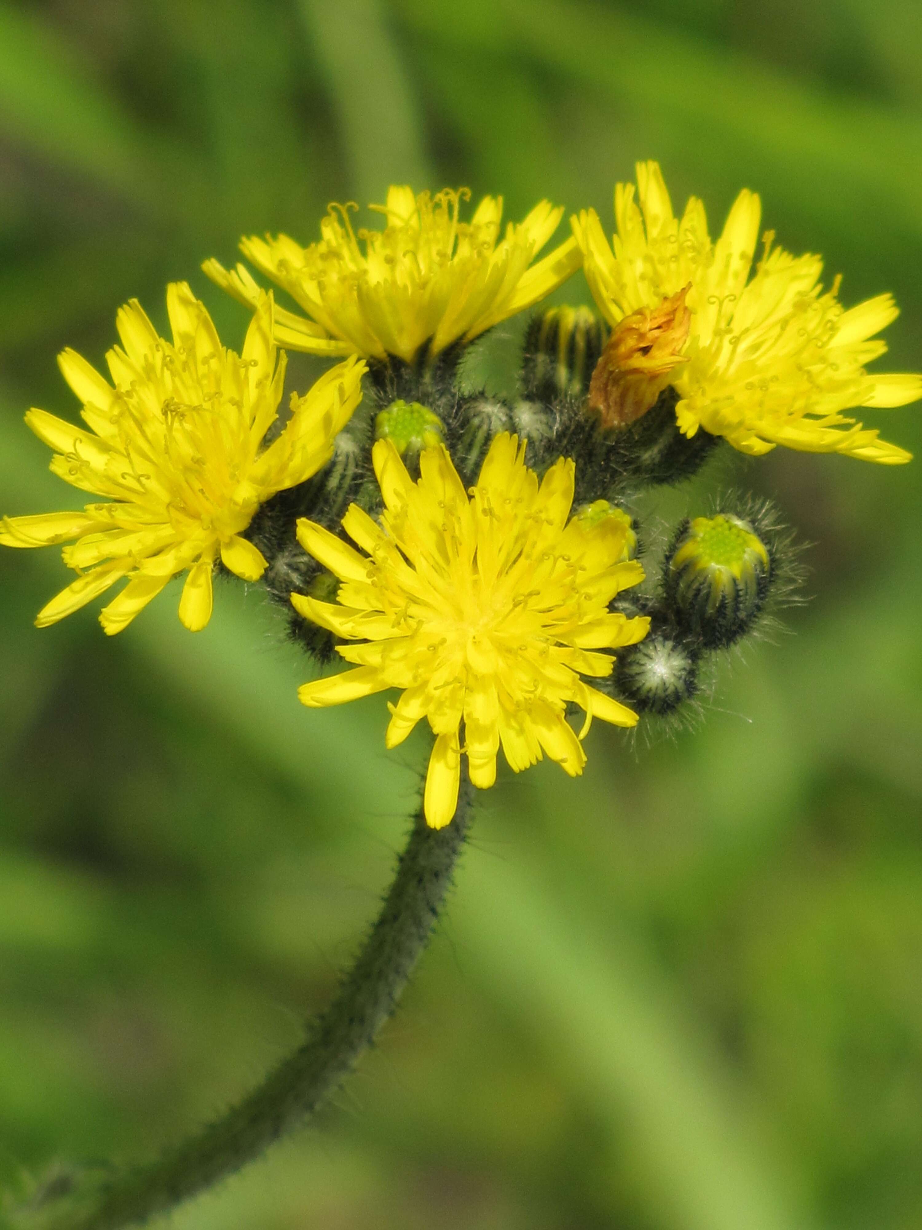 Image of Pilosella caespitosa (Dumort.) P. D. Sell & C. West