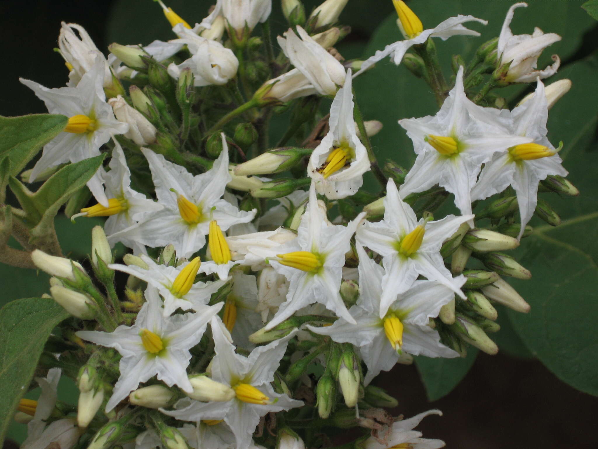 Image of Solanum pubescens Willd.