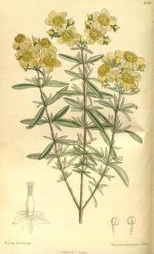 Image of Kalm's St. John's wort