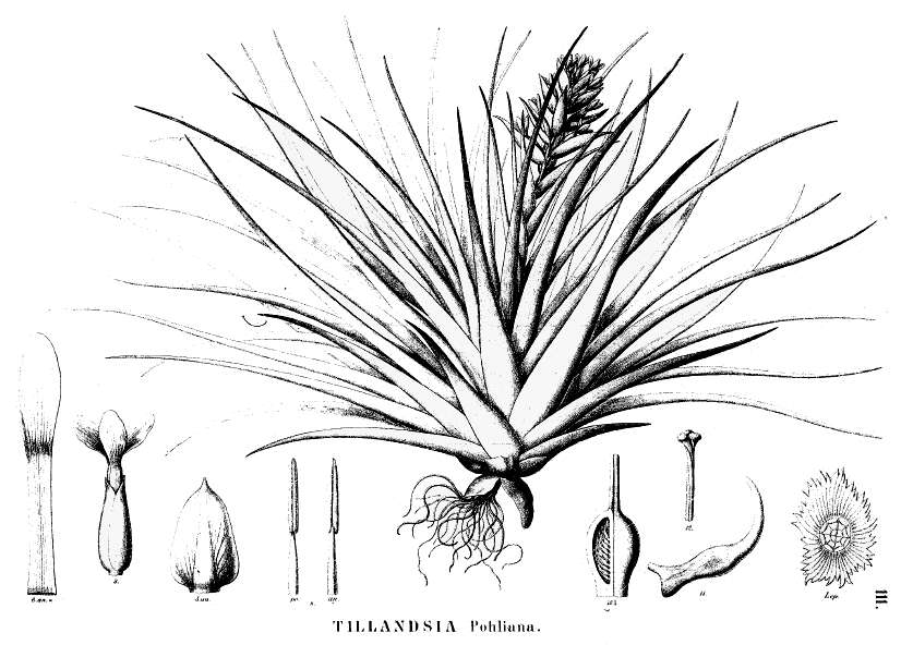 Image of Tillandsia pohliana Mez