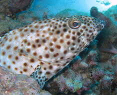 Plancia ëd Epinephelus tauvina (Forsskål 1775)