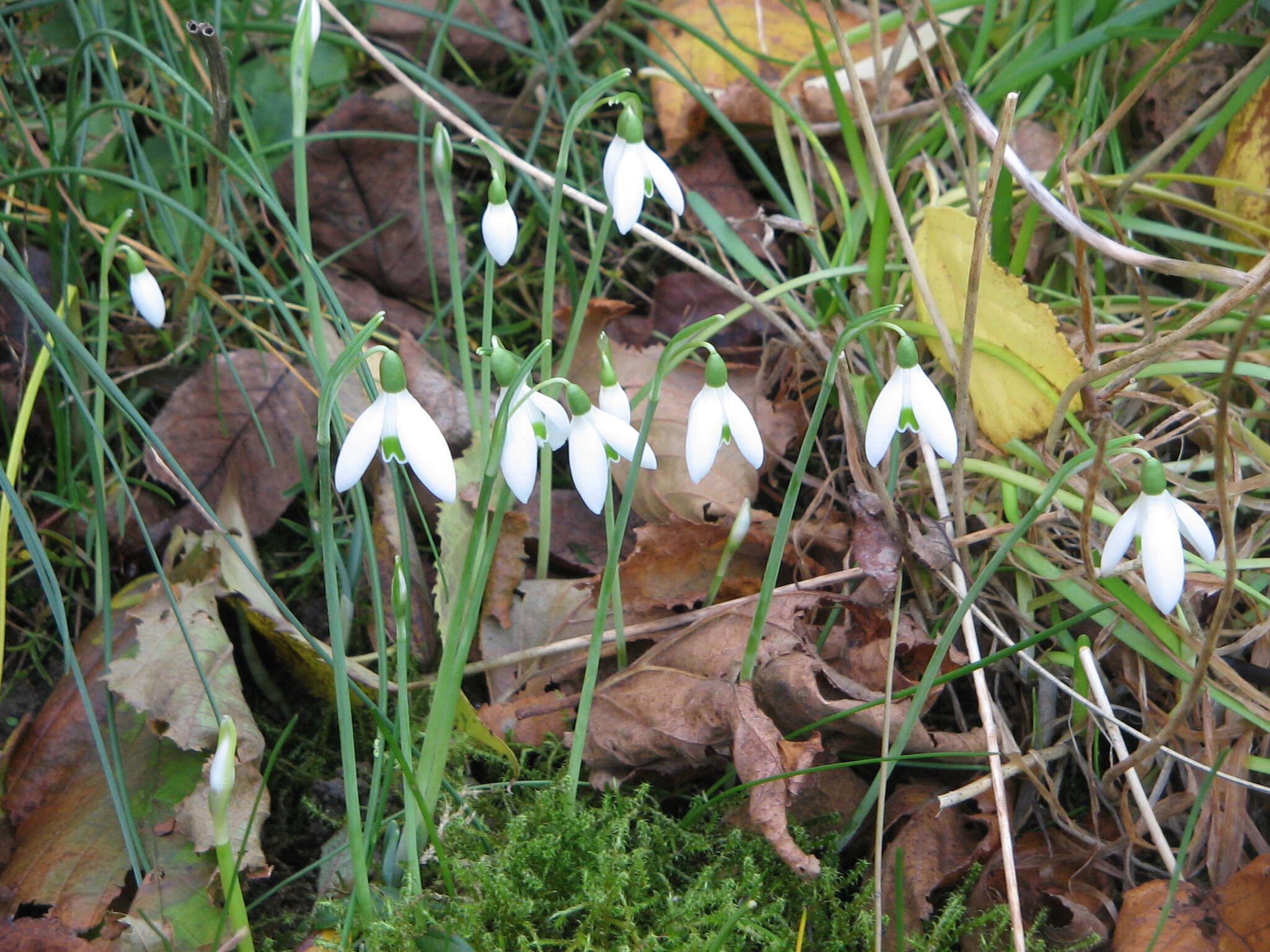 Image of Queen Olga's Snowdrop