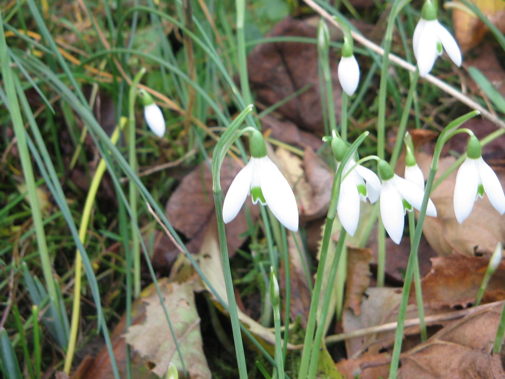 Image of Queen Olga's Snowdrop