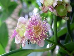 Image of Syzygium papyraceum B. P. M. Hyland