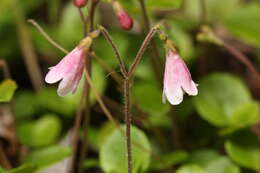 Image de Linnée boréale