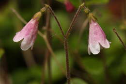 Image of Twinflower