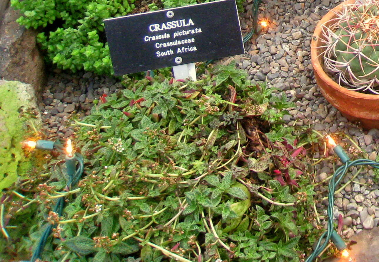 Image of Crassula exilis subsp. picturata (Boom) G. D. Rowley