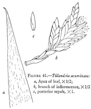 Image of Tillandsia acuminata L. B. Sm.