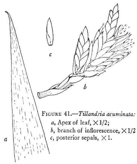 Image of Tillandsia acuminata L. B. Sm.