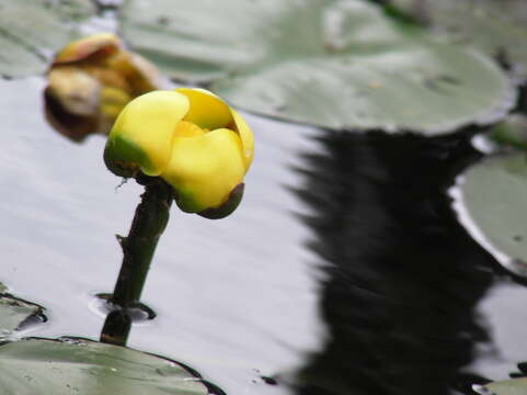 Image of Nuphar variegata Engelm. ex Dur.