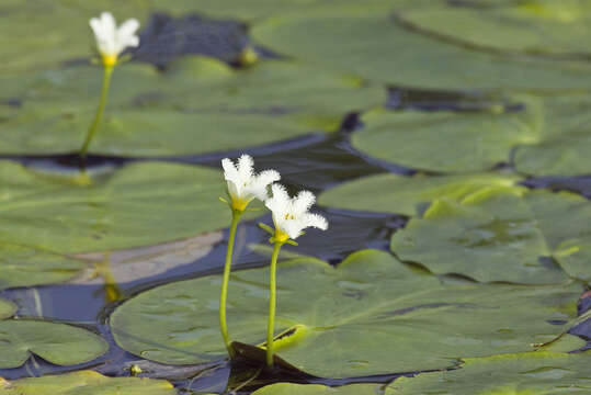 Image of Water-snowflake