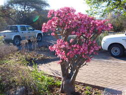 Image de Adenium obesum subsp. multiflorum (Klotzsch) G. D. Rowley